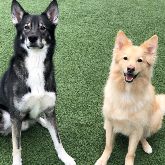 💕Meet your fellow posher-Rachel Keesbury💕 - Picture 15 of 15